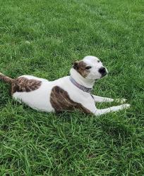 Reunited Female Dog last seen Hiawatha, Columbus, OH 43224