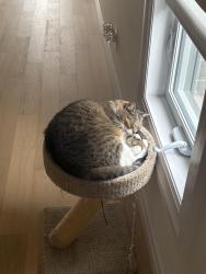 Reunited Male Cat last seen Erb St. W & Ira Needles Blvd, Waterloo, ON N2T 2R2