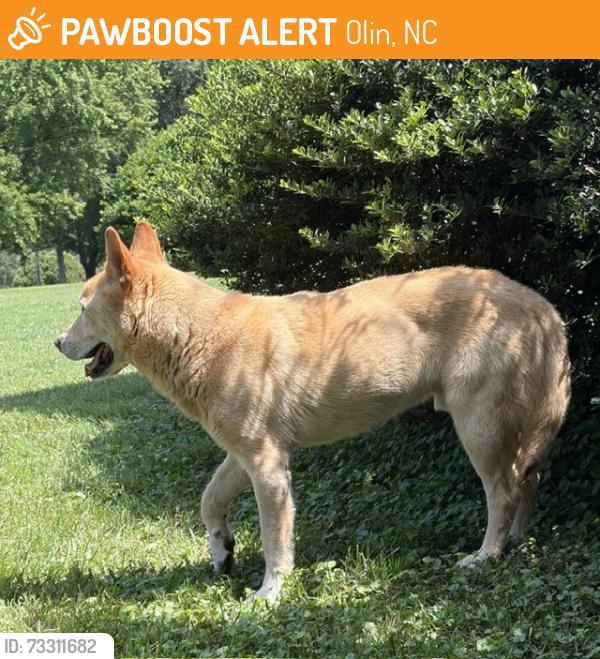 Found/Stray Male Dog last seen North Iredell Middle School, Olin, NC, Olin, NC 28660