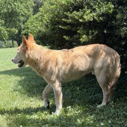 Found/Stray Male Dog last seen North Iredell Middle School, Olin, NC, Olin, NC 28660