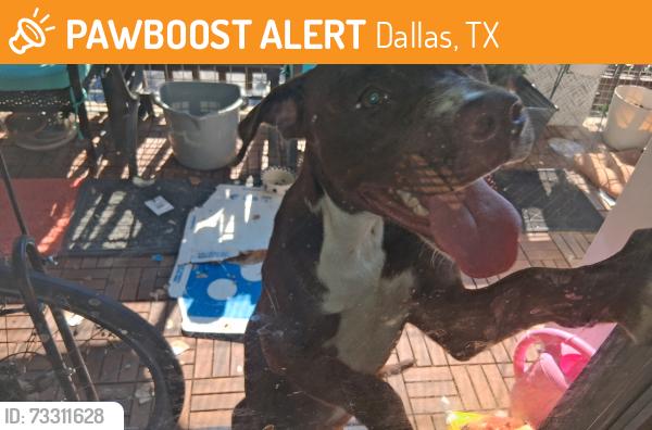 Found/Stray Unknown Dog last seen Near Greenville Ave, Dallas, TX 75231
