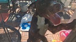 Found/Stray Unknown Dog last seen Near Greenville Ave, Dallas, TX 75231