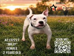 Shelter Stray Female Dog last seen , 3201 Lacy St, Los Angeles, CA 90031, USA