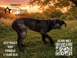 Shelter Stray Female Dog last seen , 3201 Lacy St, Los Angeles, CA 90031, USA