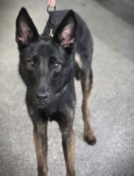 Shelter Stray Female Dog last seen , 3201 Lacy St, Los Angeles, CA 90031, USA
