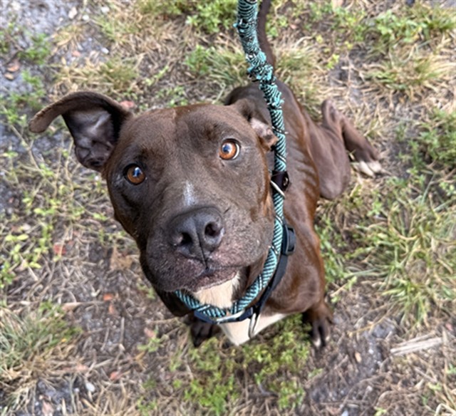 Shelter Stray Female Dog last seen NW 28 ST & NW 21 AV, OAKLAND PARK, FL 33311, 2400 SW 42nd St, Fort Lauderdale, FL 33312, USA