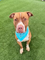 Shelter Stray Male Dog last seen Near BLOCK SW 236TH ST, 3599 NW 79th Ave, Doral, FL 33122, USA