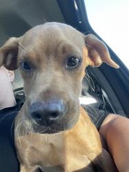 Shelter Stray Male Dog last seen MILSAP, 1601 Airport Rd, Shelby, NC 28150, USA