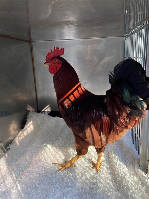 Shelter Stray Male Bird last seen ST CHARLES CO, 4850 Mid Rivers Mall Dr, St Peters, MO 63376, USA