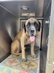 Shelter Stray Male Dog last seen Near BLOCK S TRIPLE X RD, CHOCTAW OK 73020, 2811 SE 29th St, Oklahoma City, OK 73129, USA
