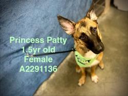 Shelter Stray Female Dog last seen , West Valley Animal Shelter, 20655 Plummer St, Chatsworth, CA 91311, USA