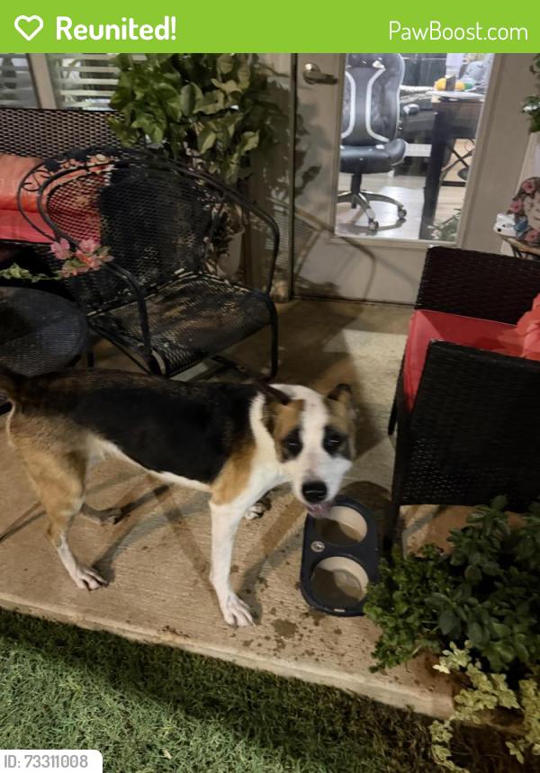 Reunited Female Dog last seen Jovia apmts, Grand Prairie, TX 75052