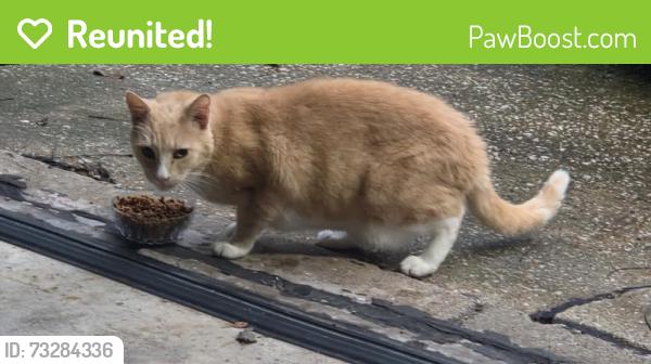 Reunited Unknown Cat last seen Main and Tom Genuever, O'Fallon, MO 63366
