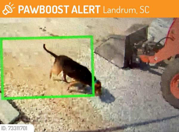 Found/Stray Unknown Dog last seen Hwy 11 & Hwy 14, Landrum, SC 29356