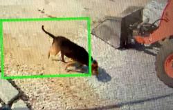 Found/Stray Unknown Dog last seen Hwy 11 & Hwy 14, Landrum, SC 29356