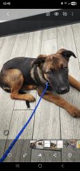 Found/Stray Female Dog last seen Crenshaw & Rosecran, Gardena, CA 90249