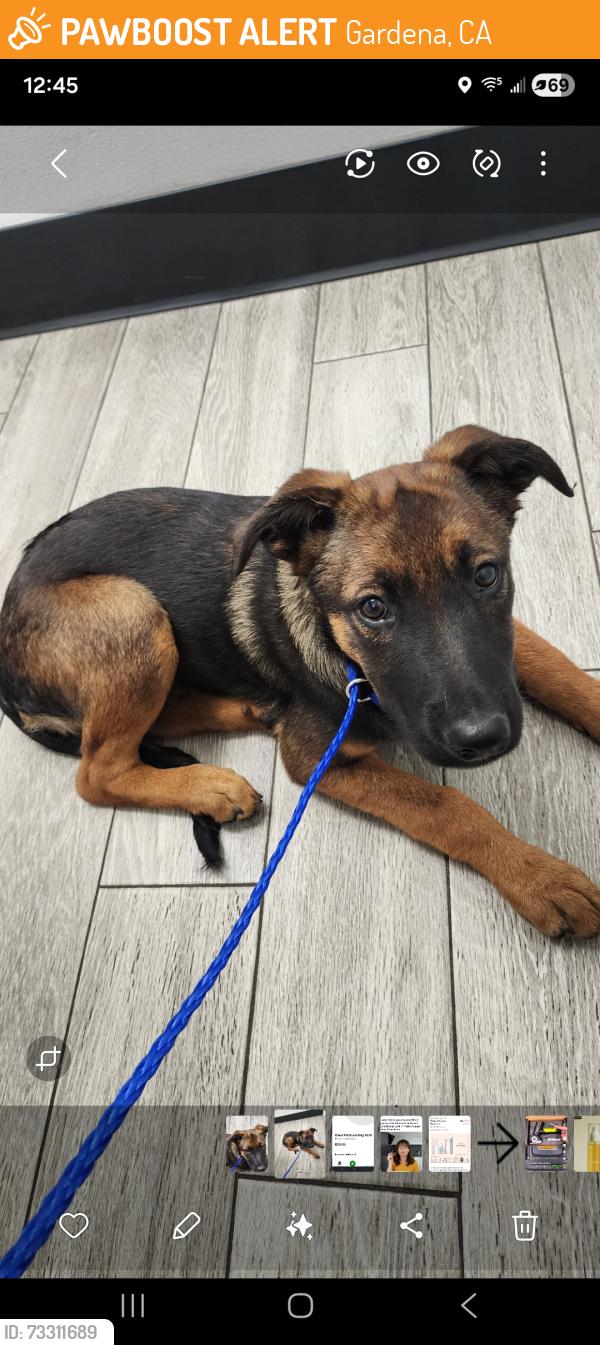 Found/Stray Female Dog last seen Crenshaw & Rosecran, Gardena, CA 90249