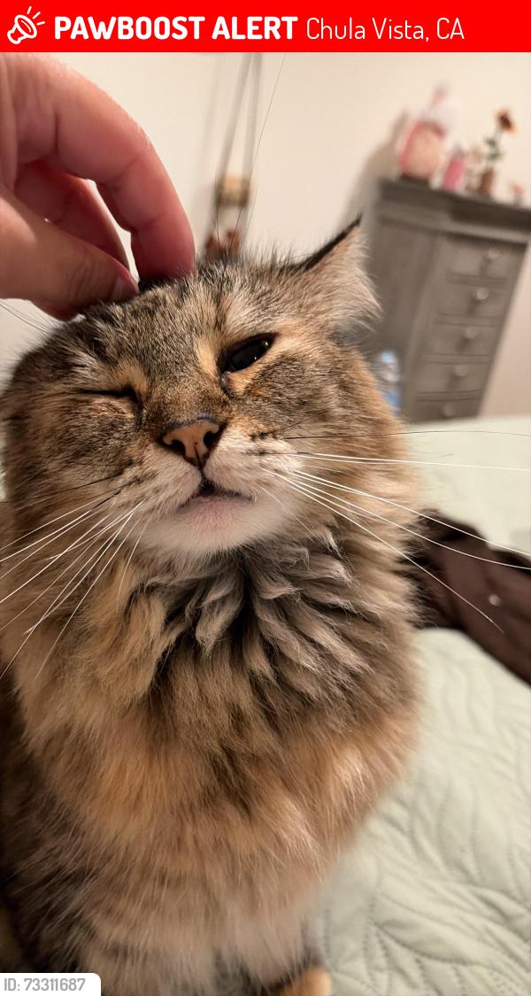 Lost Female Cat last seen Magdalena and east palomar, Chula Vista, CA 91913
