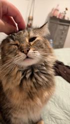 Lost Female Cat last seen Magdalena and east palomar, Chula Vista, CA 91913