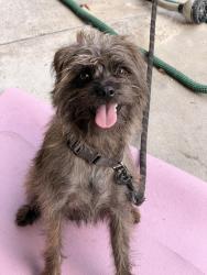 Reunited Male Dog last seen Sunset & Benton, Los Angeles, CA 90026