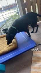 Reunited Female Dog last seen Ellenberger E Dr & 9th st, Indianapolis, IN 46219
