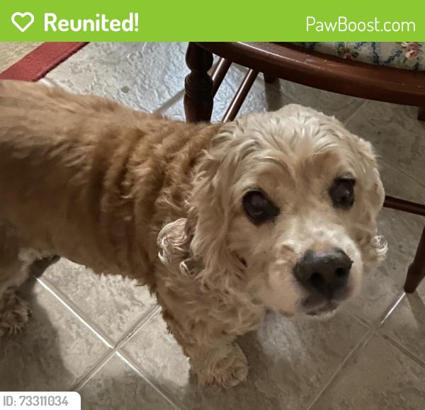 Reunited Female Dog last seen COTTAGE GARDENS @Cinnaberry and Sugar Orchard, Sugarberry Place, TX 77375