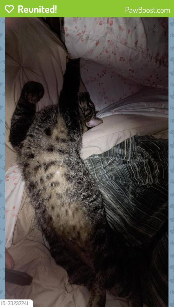 Reunited Male Cat last seen Elvehjem/Buckeye Neighborhood, Madison, WI 53718