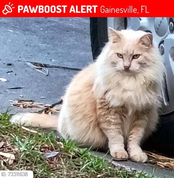 Lost Female Cat last seen Archer road behind Chipotle and Regions Bank, Gainesville, FL 32608