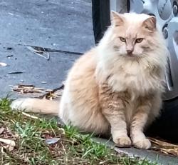 Lost Female Cat last seen Archer road behind Chipotle and Regions Bank, Gainesville, FL 32608