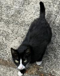 Found/Stray Female Cat last seen W. 15th St., Eugene, OR 97402