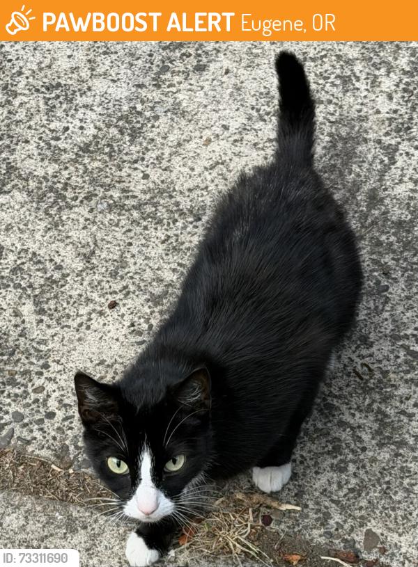 Found/Stray Female Cat last seen W. 15th St., Eugene, OR 97402