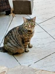 Lost Female Cat last seen Roper Mtn Rd & Batesville Rd, Simpsonville, SC 29681