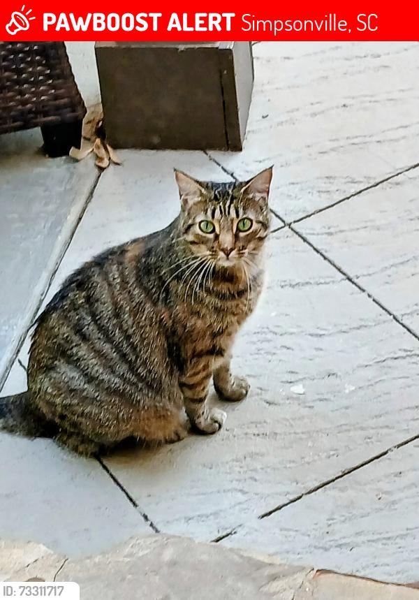 Lost Female Cat last seen Roper Mtn Rd & Batesville Rd, Simpsonville, SC 29681