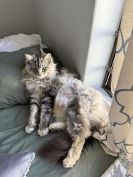 Reunited Male Cat last seen Eikenbosch, Kuils River, Cape Town, WC 