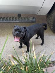 Found/Stray Male Dog last seen Near Frankfurt st., Brownsville, TX 78520