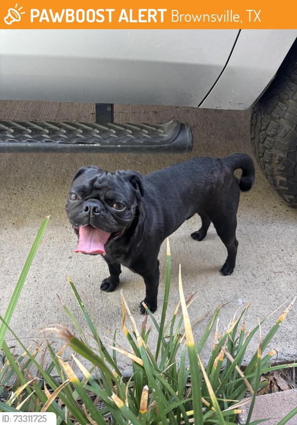 Found/Stray Male Dog last seen Near Frankfurt st., Brownsville, TX 78520