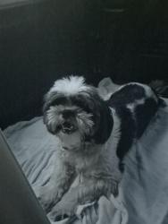 Reunited Unknown Dog last seen Lumbard ave and capital, San Jose, CA 95121