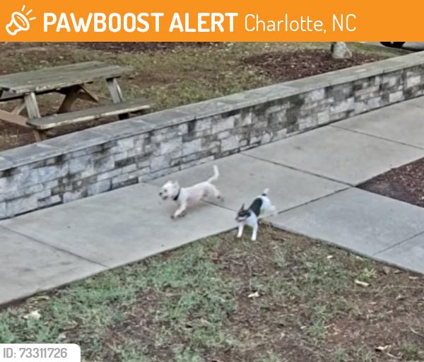 Found/Stray Unknown Dog last seen Loves, Charlotte, NC 28214