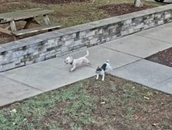 Found/Stray Unknown Dog last seen Loves, Charlotte, NC 28214