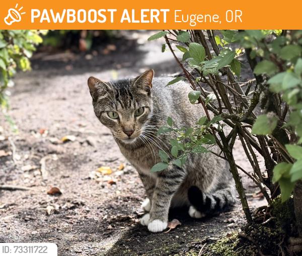 Found/Stray Male Cat last seen W. 15th St, Eugene, OR 97402