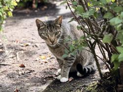 Found/Stray Male Cat last seen W. 15th St, Eugene, OR 97402
