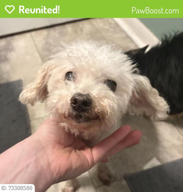 Reunited Female Dog last seen Thorndale and 16th, Indianapolis, IN 46214