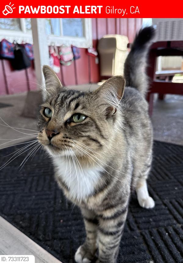 Lost Male Cat last seen Gettysburg ave & West 10th st Gilroy ca by Gilroy High school, Gilroy, CA 95020