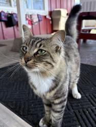 Lost Male Cat last seen Gettysburg ave & West 10th st Gilroy ca by Gilroy High school, Gilroy, CA 95020