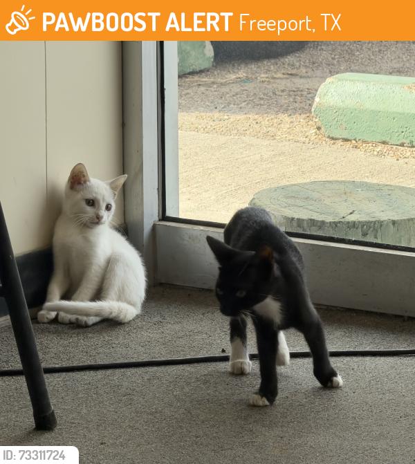 Found/Stray Unknown Cat last seen Near S Gulf Blvd Freeport TX 77541, Freeport, TX 77541