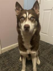 Lost Male Dog last seen Atlantic blvd, Jacksonville, FL 32255