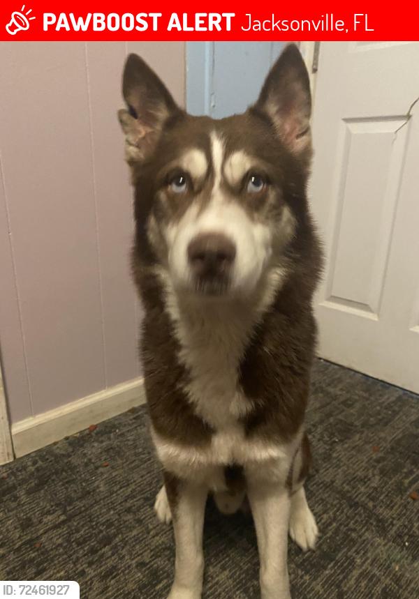 Lost Male Dog last seen Atlantic blvd, Jacksonville, FL 32255