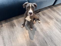 Reunited Male Dog last seen Rella Village, corner of Ella and Rankin, Houston, TX 77067