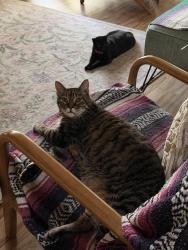 Reunited Male Cat last seen Cantón, Milpitas, CA 95035
