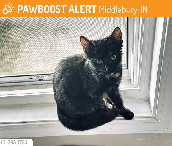 Found/Stray Female Cat last seen C.R. 43 and S.R 120, Middlebury, IN 46540